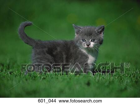 Kitten View Large Photo Image Picture - Kitten. Fotosearch