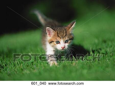 Kitten View Large Photo Image Stock Image - Kitten. Fotosearch