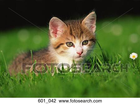 Stock Image - Kitten. Fotosearch