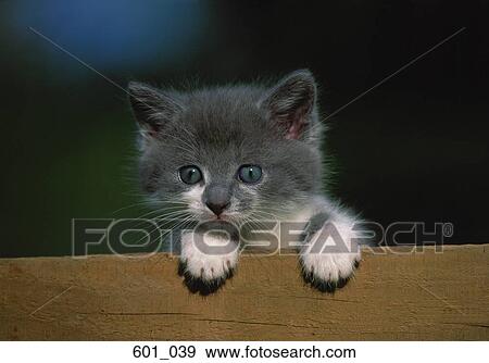 Stock Photo - Kitten. Fotosearch