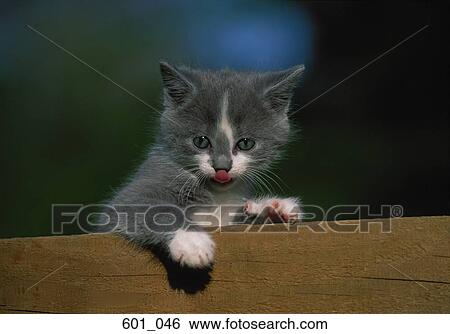 Kitten View Large Photo Image Stock Photograph - Kitten. Fotosearch