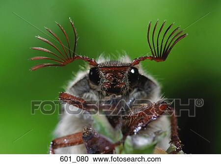 May bug View Large Photo Image Stock Image - May bug. Fotosearch