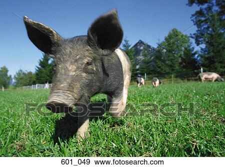 Muddy piglet View Large Photo Image Stock Photo - Muddy piglet. Fotosearch