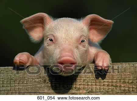 Picture - Piglet. Fotosearch