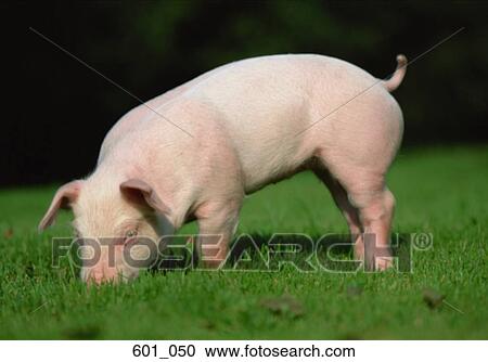 Stock Image - Piglet. Fotosearch