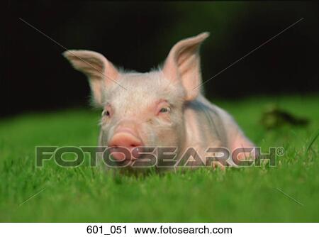 Stock Image - Piglet. Fotosearch