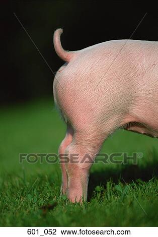 Piglet View Large Photo Image Stock Image - Piglet. Fotosearch