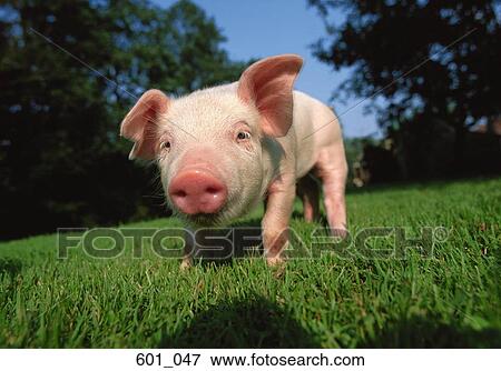 Stock Photo - Piglet. Fotosearch