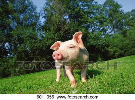 Stock Photograph - Piglet. Fotosearch