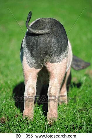 Stock Photography - Piglet. Fotosearch