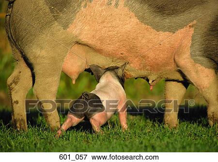 Stock Photo - Pigs. Fotosearch