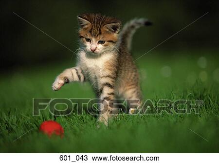 Stock Image - Playing kitten. Fotosearch