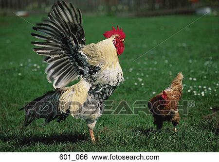 Stock Photograph - Rooster and hen. Fotosearch
