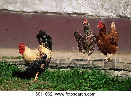 Rooster and hens View Large Photo Image Stock Image - Rooster and hens. Fotosearch