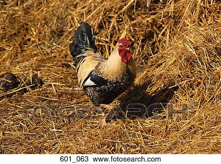 Stock Image - Rooster. Fotosearch