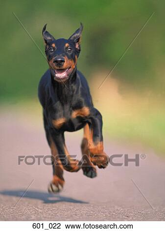 Stock Image - Running doberman. Fotosearch
