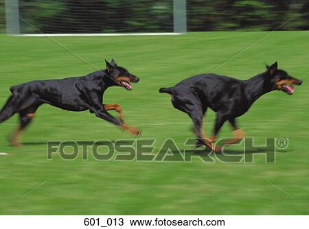 Stock Image - Running dobermen. Fotosearch