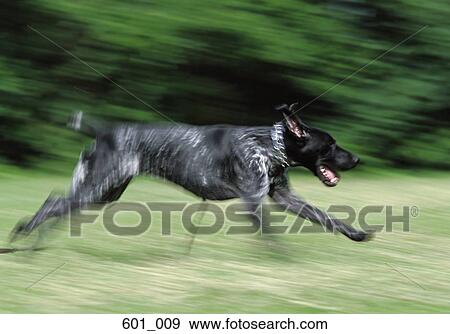 Running pointer View Large Photo Image Stock Photo - Running pointer. Fotosearch