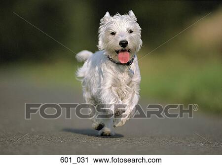 Stock Image - Running terrier. Fotosearch