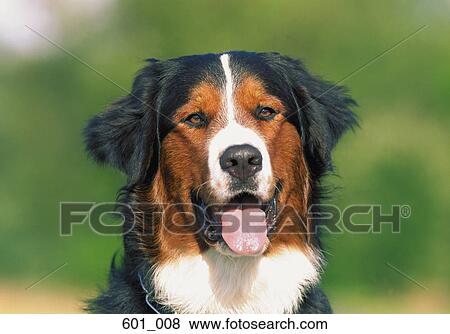 St Bernard View Large Photo Image Stock Photo - St Bernard. Fotosearch