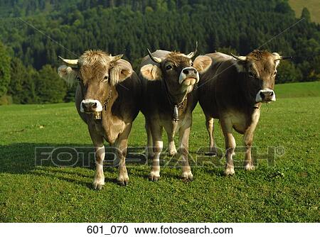 Three cows View Large Photo Image Stock Image - Three cows. Fotosearch