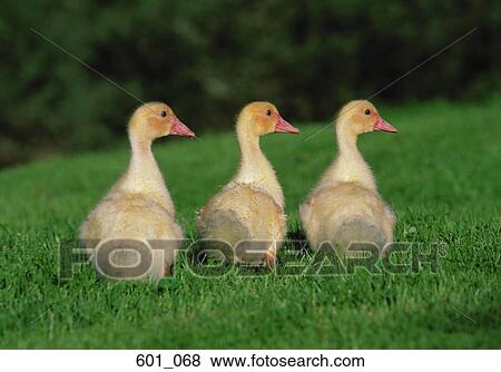 Stock Photo - Three ducklings. Fotosearch