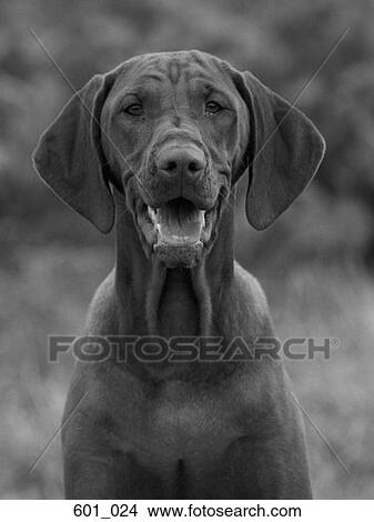 Picture - Vizsla. Fotosearch