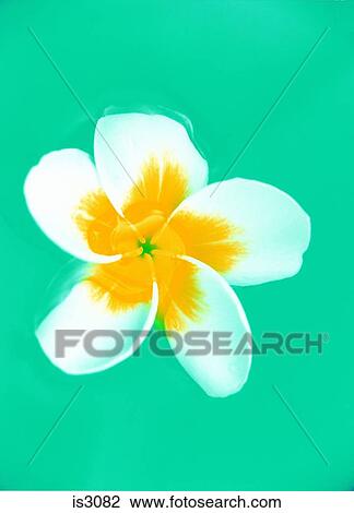 Flower View Large Photo Image Stock Image - Flower. Fotosearch