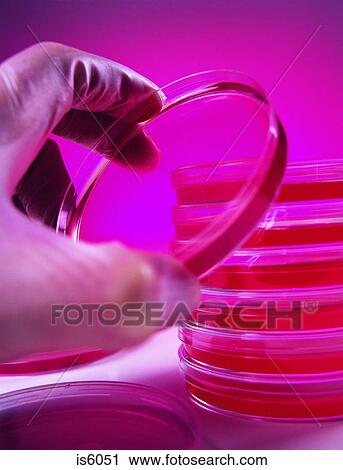 Agar jelly View Large Photo Image Stock Image - Agar jelly. Fotosearch