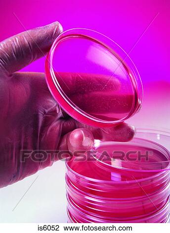 Agar jelly View Large Photo Image Stock Image - Agar jelly. Fotosearch