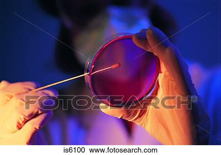 Stock Image - Petri dish. Fotosearch