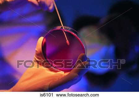Stock Image - Petri dish. Fotosearch