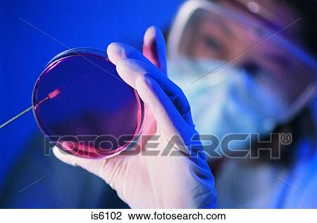 Petri dish View Large Photo Image Stock Image - Petri dish. Fotosearch