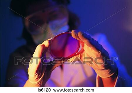 Stock Image - Petri dish. Fotosearch