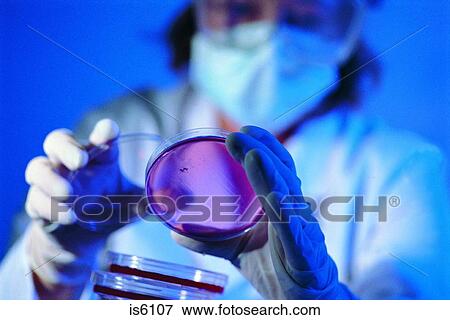 Petri dishes View Large Photo Image Stock Photo - Petri dishes. Fotosearch
