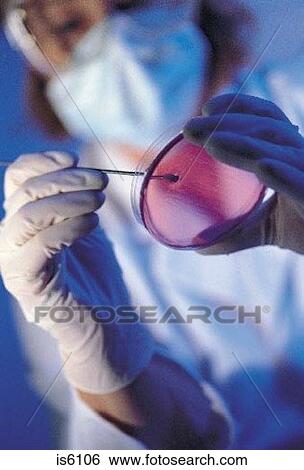 Petri dishes View Large Photo Image Stock Photograph - Petri dishes. Fotosearch