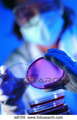 Petri dishes View Large Photo Image Stock Photography - Petri dishes. Fotosearch