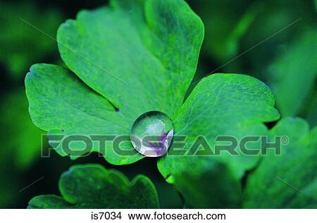 Dew drops View Large Photo Image Picture - Dew drops. Fotosearch