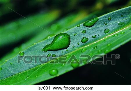 Stock Image - Dew drops. Fotosearch
