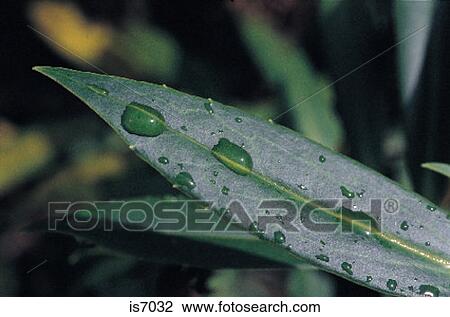 Stock Image - Dew drops. Fotosearch