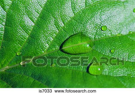 Stock Image - Dew drops. Fotosearch