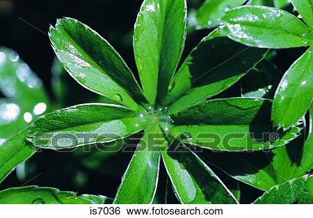 Stock Photograph - Dew drops. Fotosearch