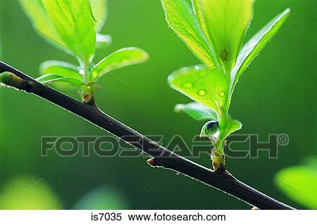 Dew drops View Large Photo Image Stock Photography - Dew drops. Fotosearch