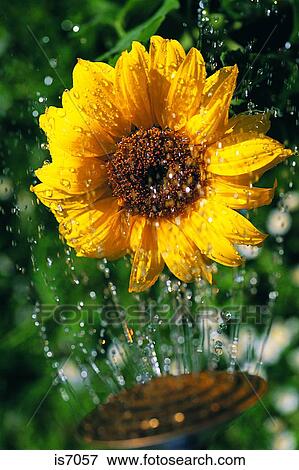 Sunflower View Large Photo Image Stock Photo - Sunflower. Fotosearch