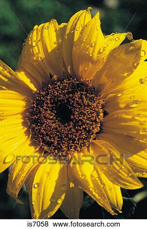 Sunflower View Large Photo Image Stock Photo - Sunflower. Fotosearch