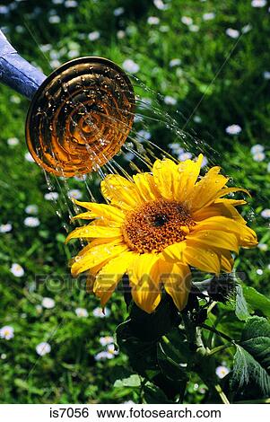 Stock Photograph - Sunflower. Fotosearch