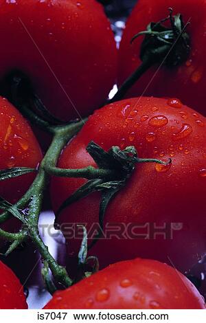 Tomatoes View Large Photo Image Stock Photo - Tomatoes. Fotosearch