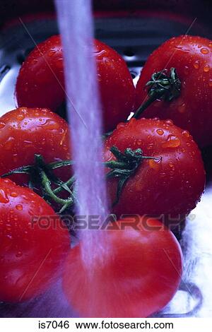 Tomatoes View Large Photo Image Stock Photograph - Tomatoes. Fotosearch