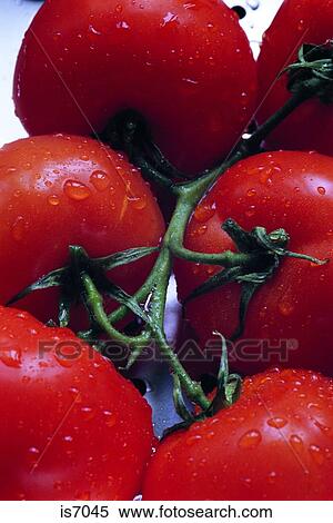 Stock Photography - Tomatoes. Fotosearch