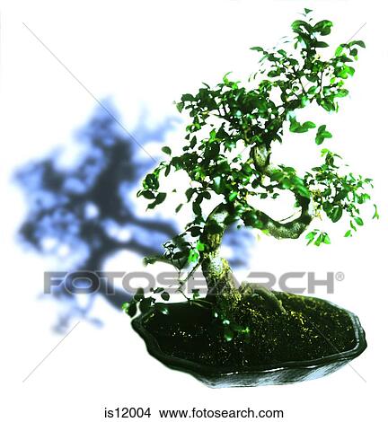 Bonsai View Large Photo Image Picture - Bonsai. Fotosearch